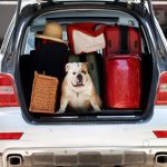 How to secure your trunk when traveling with a dog?